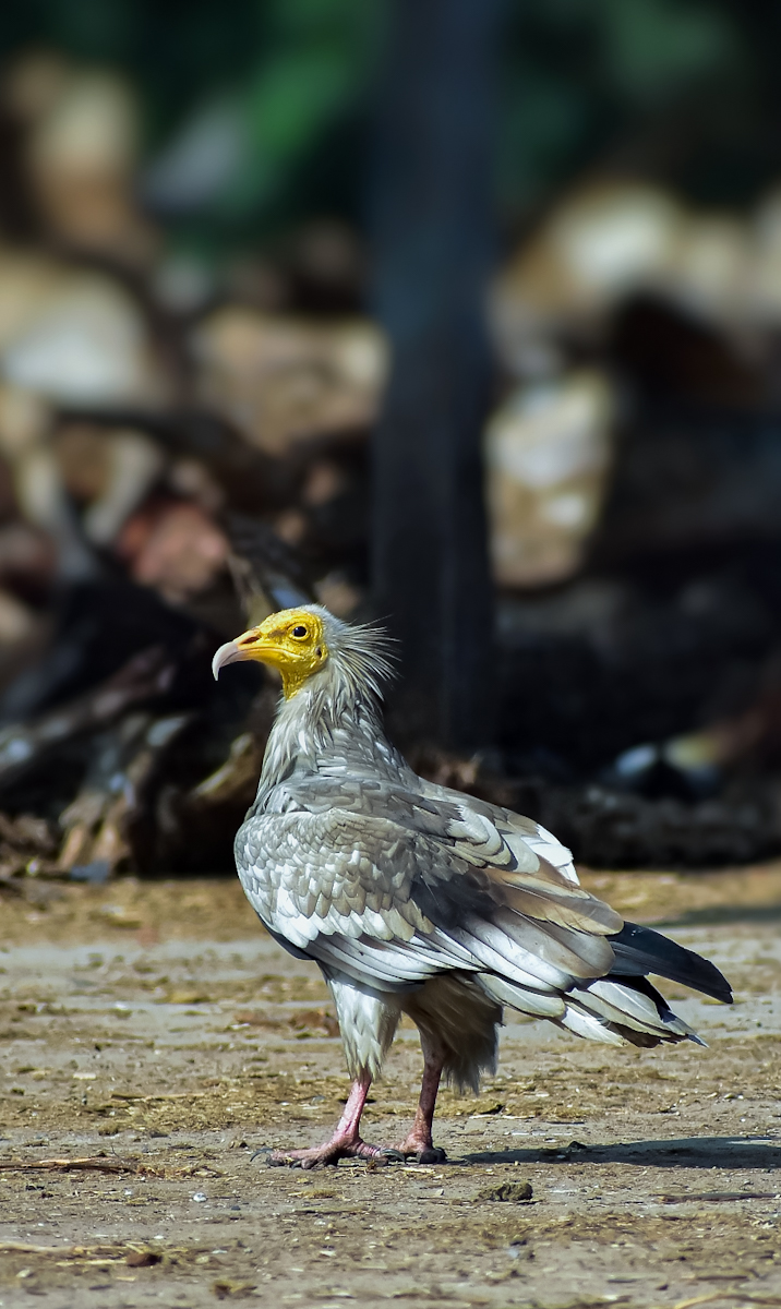 Egyptian Vulture